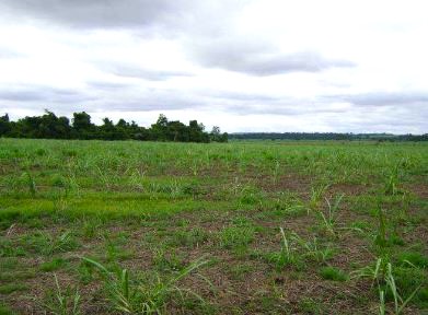 Pirassununga, SP